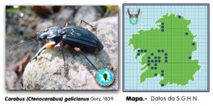 FICHA_Carabus