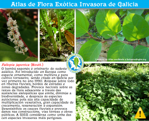 Fallopia_japonica_Houtt._SGHN_Atlas_FEI