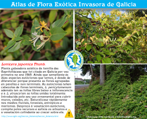 Lonicera_japonica_Thunb_SGHN_Atlas_FEI