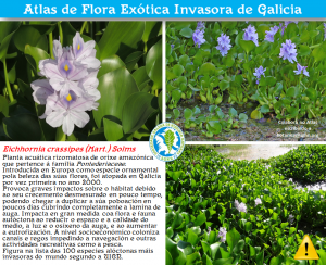 Xacinto de auga. Eichhornia crassipes