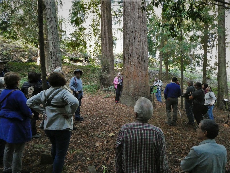 Arboreto de Lourizán: Sequoia sempervirens