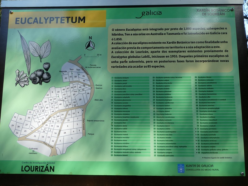 Arboreto de Lourizán: Eucalyptetum