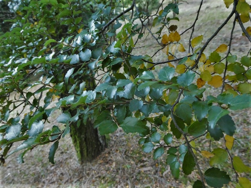 Arboreto de Lourizán: Notofagus menziesii