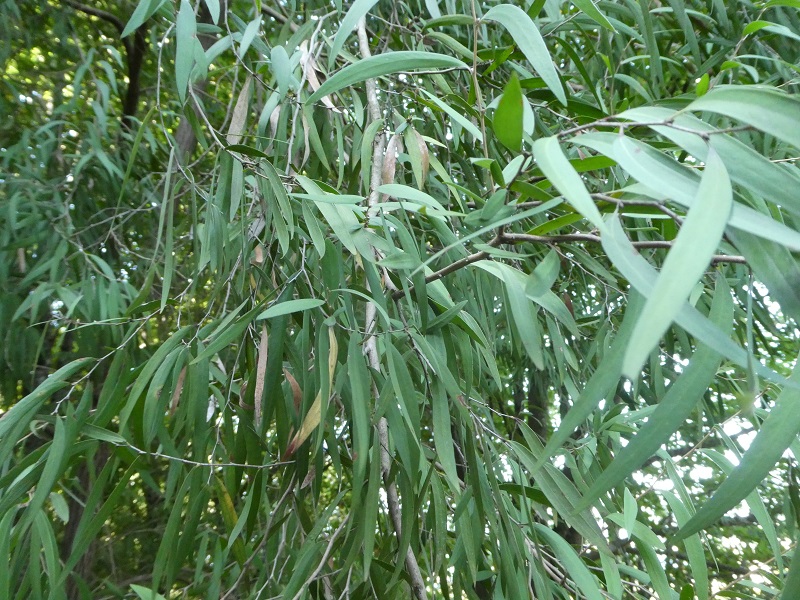Arboreto de Lourizán: Agonis flexuosa