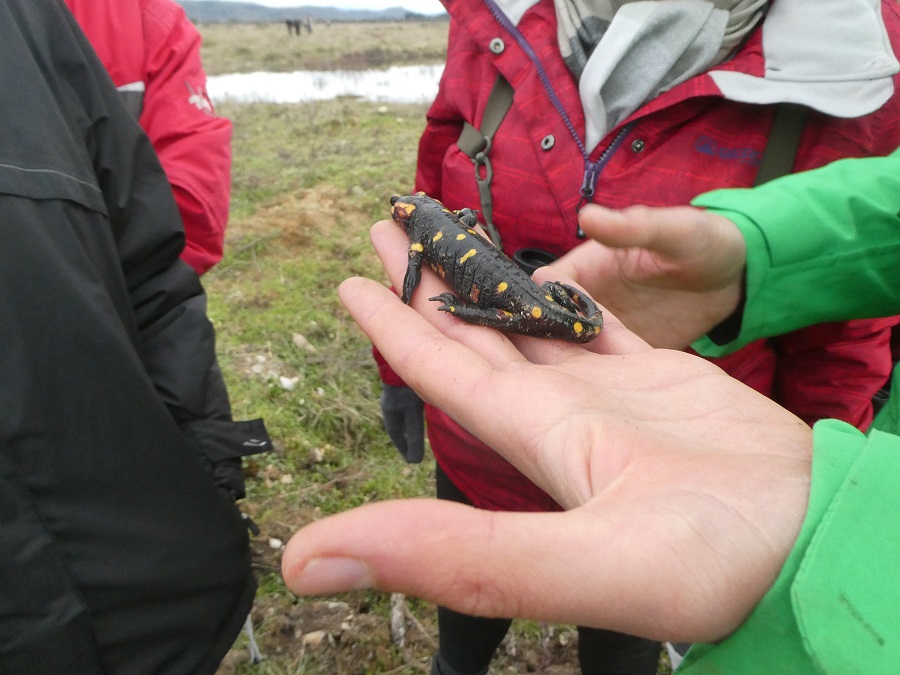 Algún outro anfibio (Píntega común, Salamandra salamandra)