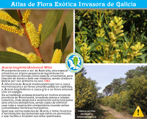 Acacia longiflora (Andrews) Willd._SGHN Atlas FEI_v.1 (1)