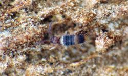 O colémbolo Entomobrya albocincta