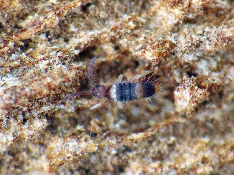 O colémbolo Entomobrya albocincta