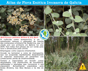 Helichrysum petiolare Hilliard & B.L.Burtt_1