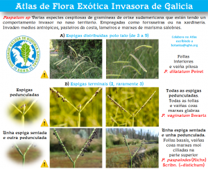 Paspalum sp_SGHN Atlas FEI_v.1