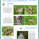 Fichas-Identificacion-Insecta-OS-PAPILIONIDOS-1