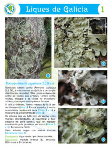 Liques_Galicia_SGHN_1_Flavoparmelia_caperata