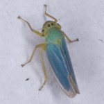 Cicadella-viridis